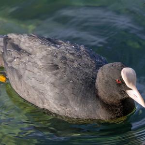 Common Coot