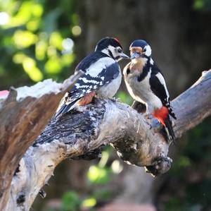 Great Spotted Woodpecker