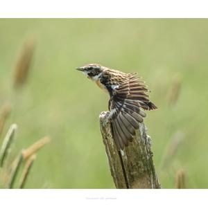 Whinchat