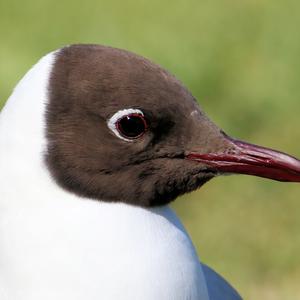 Black-headed Gull