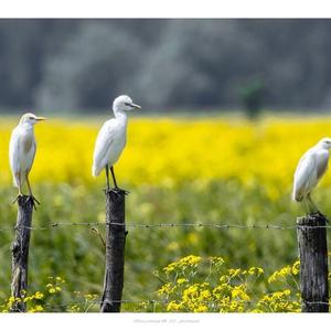 Cattle Egret