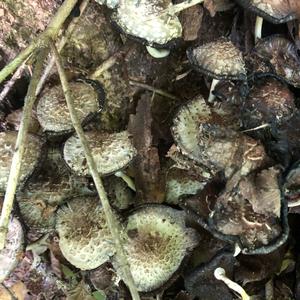 Shaggy Mane