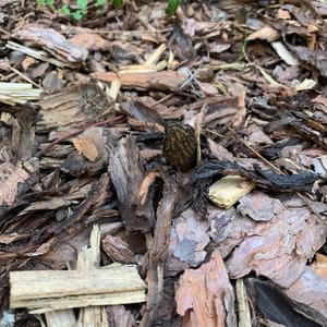 Black Morel