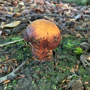 Dotted-stem Bolete