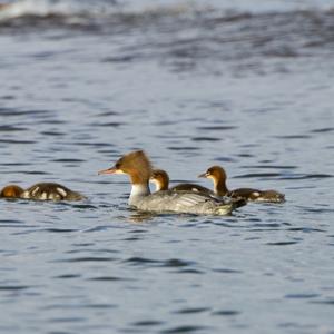 Common Merganser