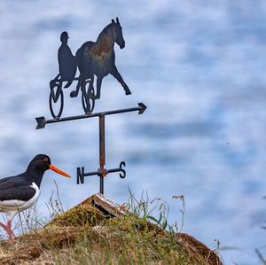 Eurasian Oystercatcher