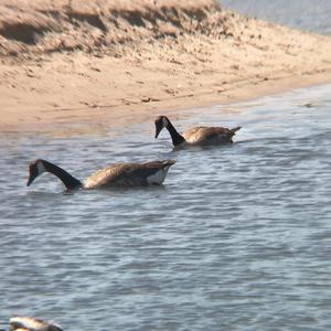 Canada Goose