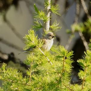 Eurasian Linnet