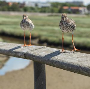 Common Redshank