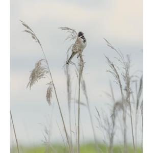 Reed Bunting