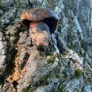 Dotted-stem Bolete