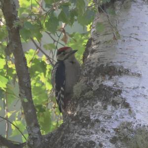 Great Spotted Woodpecker