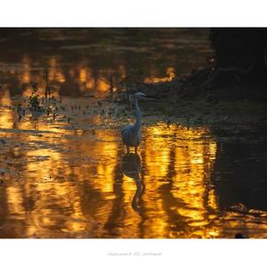 Little Egret