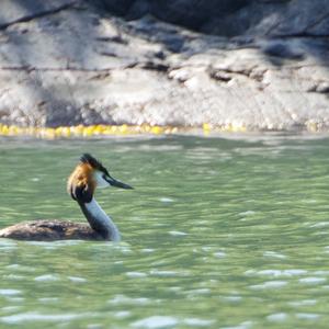 Great Crested Grebe