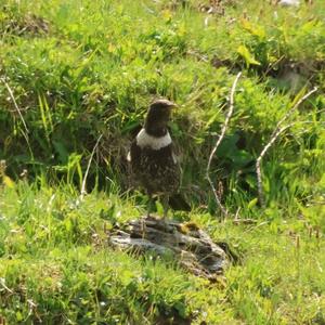 Ring Ouzel