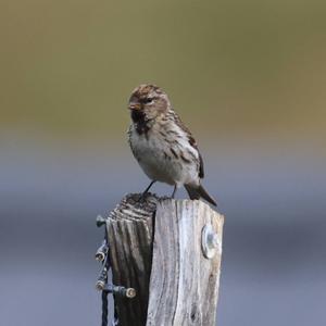 Common Redpoll