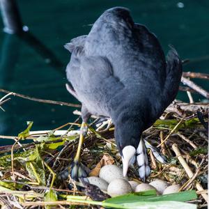 Bläßhuhn