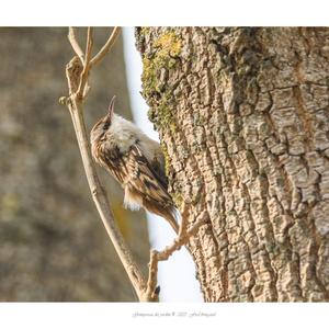 Short-toed Treecreeper