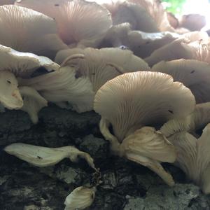 Oyster Mushroom