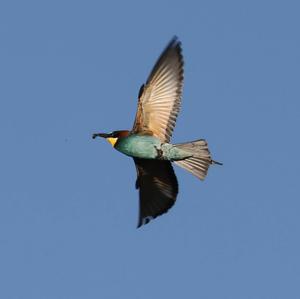 European Bee-eater