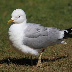 Mew Gull