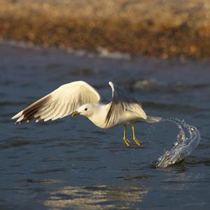 Mew Gull