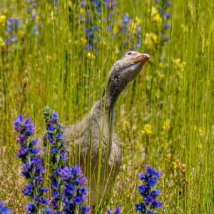 Greylag Goose