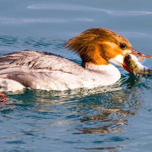 Common Merganser