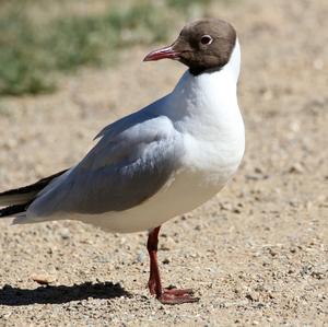 Black-headed Gull