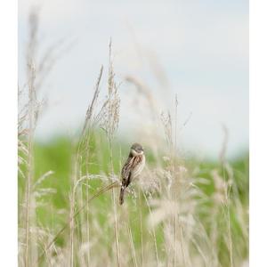 Reed Bunting