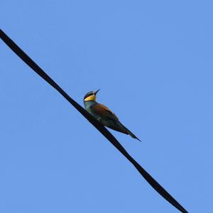 European Bee-eater