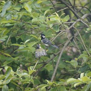 Great Tit