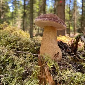 Summer Bolete