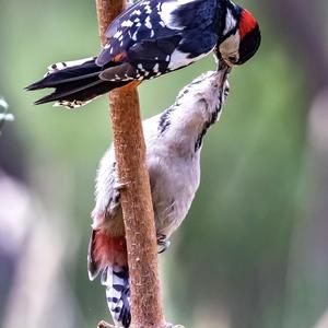 Great Spotted Woodpecker