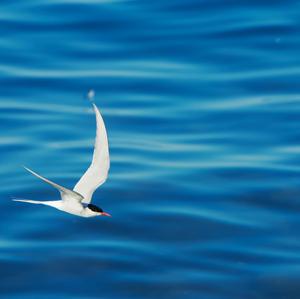 Common Tern