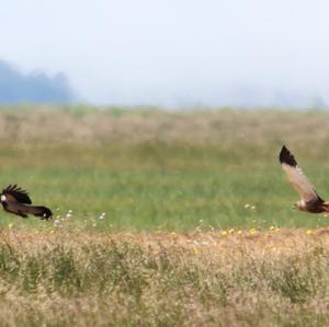 Western Marsh-harrier