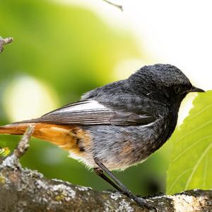 Black Redstart