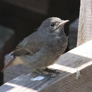 Black Redstart