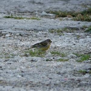 Alpine Citril Finch