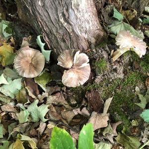 Fawn Mushroom