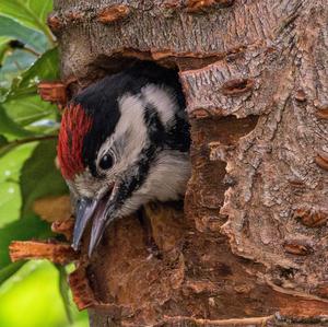 Great Spotted Woodpecker