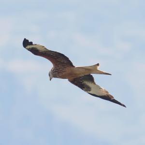 Red Kite