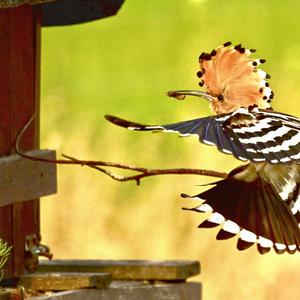 Eurasian Hoopoe