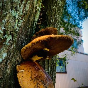 Golden Pholiota