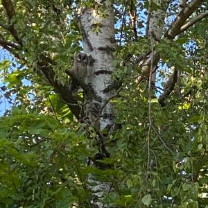 Long-eared Owl