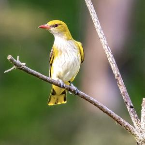 Eurasian Golden Oriole