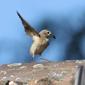 Common Redstart