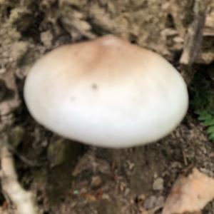 Fawn Mushroom