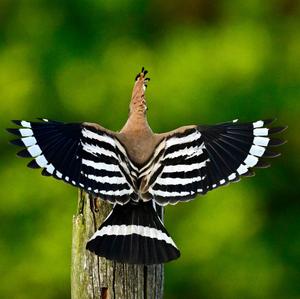 Eurasian Hoopoe