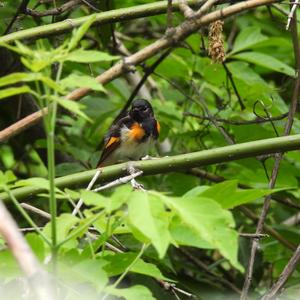 American Redstart